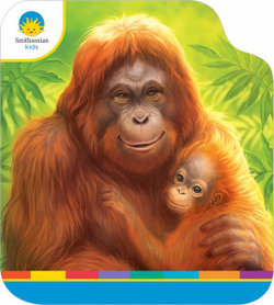 Orangutan and Baby Orangutan and Baby