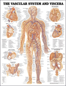 Vascular System and Viscera Anatomical Chart Vascular System and Viscera Anatomical Chart