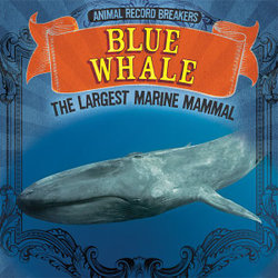 Blue Whale Blue Whale