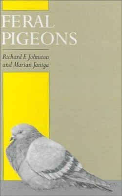 Feral Pigeons Feral Pigeons