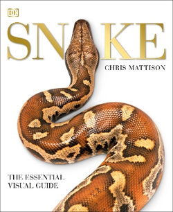Snake Snake
