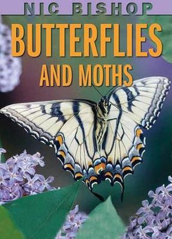 Butterflies and Moths Butterflies and Moths