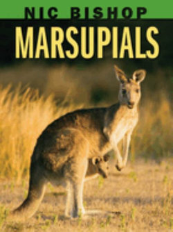 Marsupials Marsupials