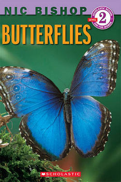 Butterflies Butterflies