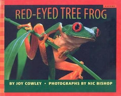 Red-Eyed Tree Frog Red-Eyed Tree Frog
