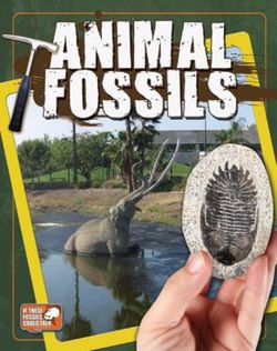 Animal Fossils Animal Fossils