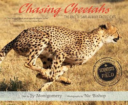 Chasing Cheetahs Chasing Cheetahs