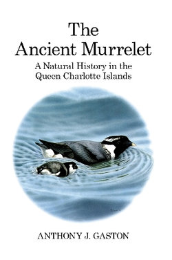 The Ancient Murrelet The Ancient Murrelet