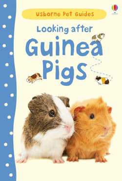 Looking After Guinea Pigs Looking After Guinea Pigs