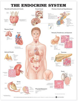 The Endocrine System Anatomical Chart The Endocrine System Anatomical Chart