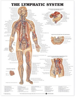 The Lymphatic System Anatomical Chart The Lymphatic System Anatomical Chart
