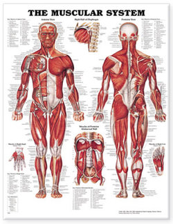 The Muscular System Anatomical Chart The Muscular System Anatomical Chart