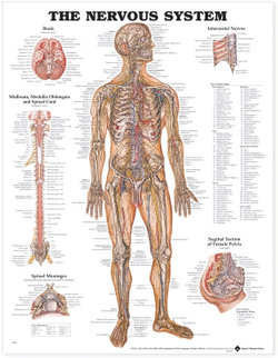 The Nervous System Anatomical Chart The Nervous System Anatomical Chart