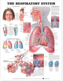 The Respiratory System Anatomical Chart The Respiratory System Anatomical Chart
