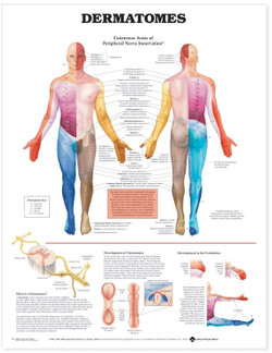 Dermatomes Anatomical Chart Dermatomes Anatomical Chart