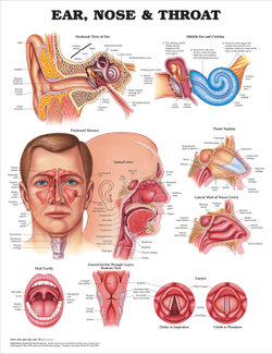 Ear, Nose and Throat Anatomical Chart Ear, Nose and Throat Anatomical Chart