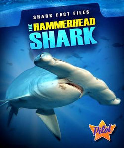 Hammerhead Shark Hammerhead Shark