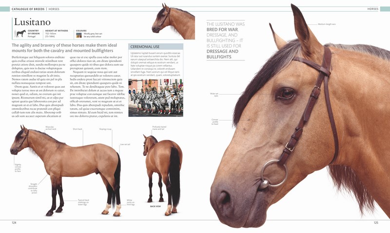 The Horse Encyclopedia | Angus &amp; Robertson
