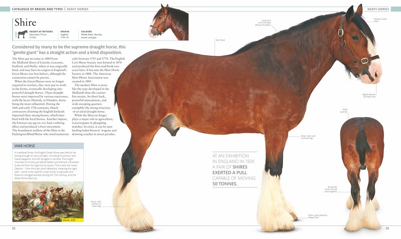 The Horse Encyclopedia Angus & Robertson