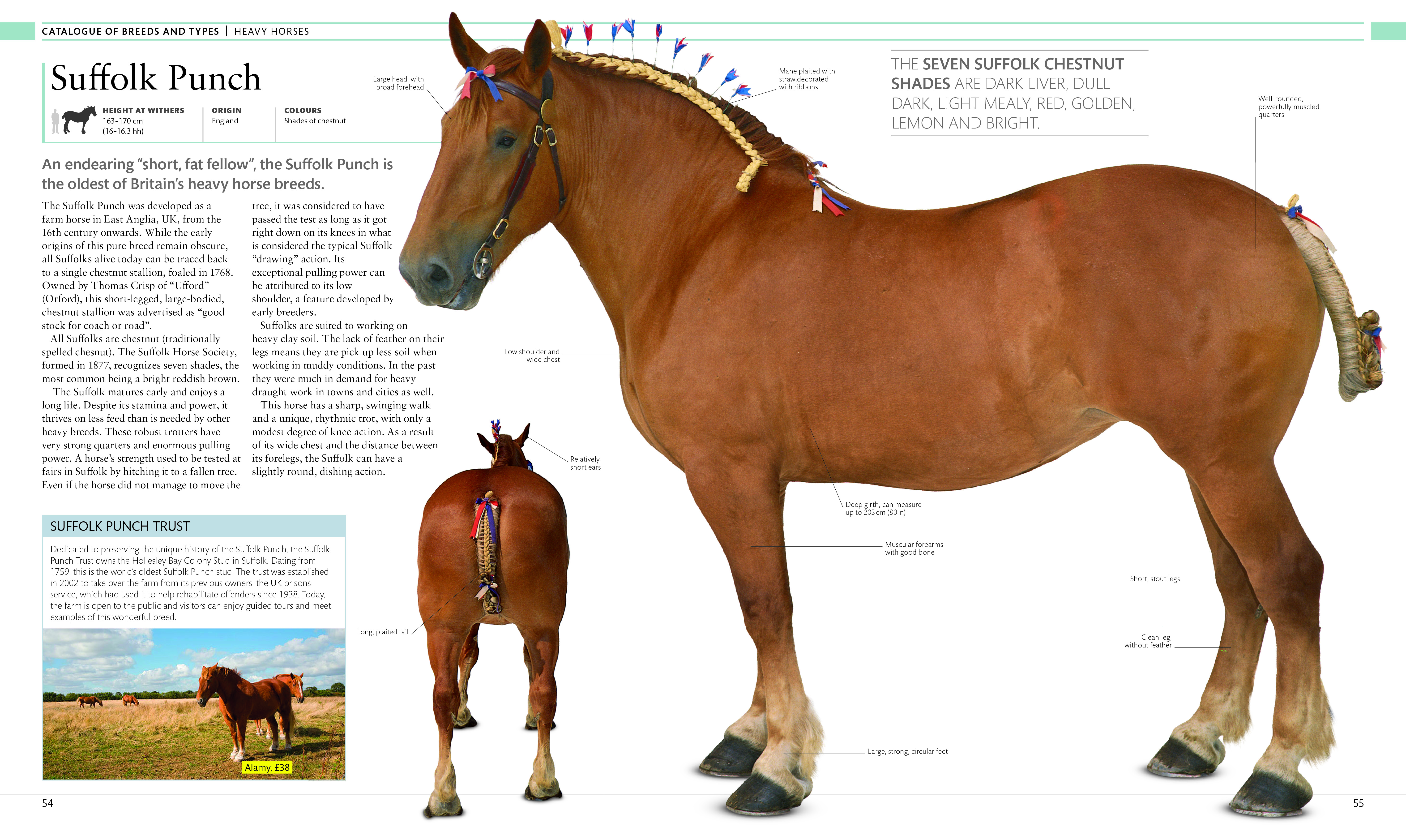 The Horse Encyclopedia Angus & Robertson