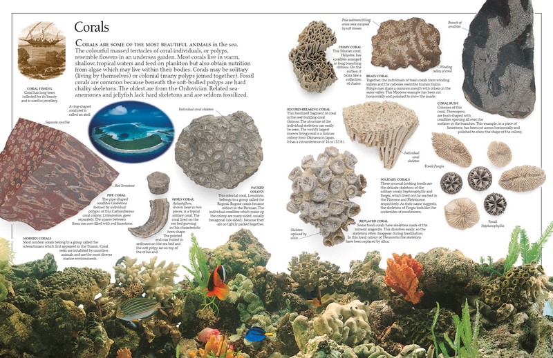 Fossil DK Eyewitness Books Angus & Robertson