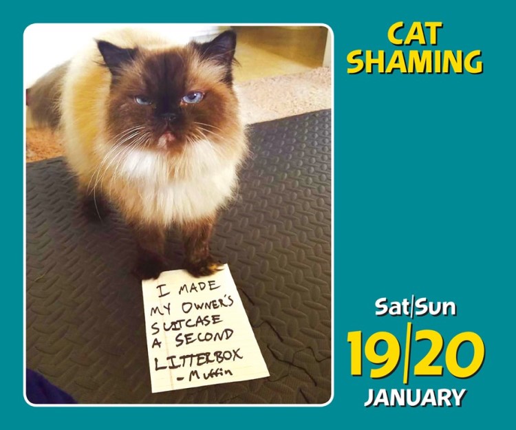 Cat Shaming 2019 Day To Desk Calendar Angus Robertson Look Inside To Expand Contents