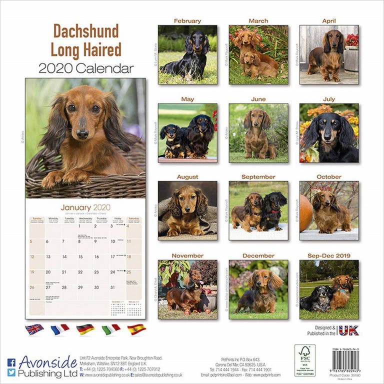 Dachshund Long Haired Calendar 2020 | Angus & Robertson